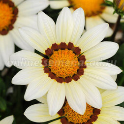 ������ ������ ������� ��� ��� ����(1��-100��) ���������������� ������   ����