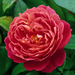 ������ ������ ������� ���������� �������� ���� �������� �������   ����