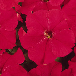 ������ ������ ������� ����������� ����� ��� (1��-100�����) ���������������� ������   ����