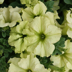 ������ ������ ������� ����������� ��������� ���� ���� (1��-100�����) ���������������� ������   ����