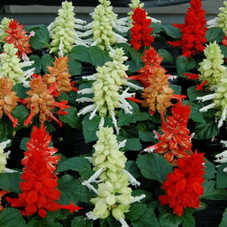 ������ ������ ������� ����� ��������� ���� (1��-1000��) ���������������� ������   ����