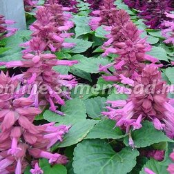 ������ ������ ������� ����� �������� (1��-100��) ���������������� ������   ����