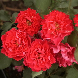 ������ ������ ���� ��������� �������� ���� ��������   ����