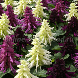 ������ ������ ������� ����� ���� ���� (1��-1000��) ���������������� ������   ����