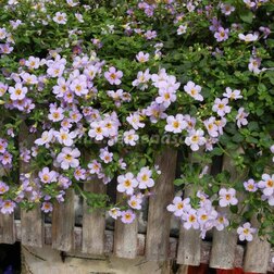 ������ ������ ������ �������� (1��-100 �����) ���������������� ������   ����