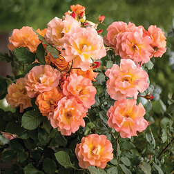 ������ ������ ���� �������� ����������   ����