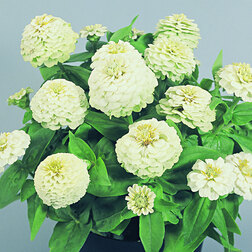 ������ ������ ������ ������� ���� (1��-100��) ���������������� ������   ����