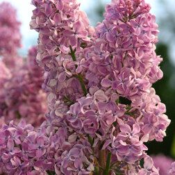 ������ ������ ������ ������������ ������� ��������   ����