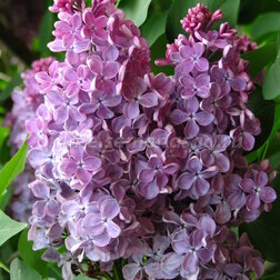 ������ ������ ������ ������������ �����   ����