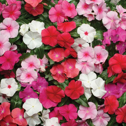 ������ ������ ���������� �������� ���� (1��-100��) ���������������� ������   ����