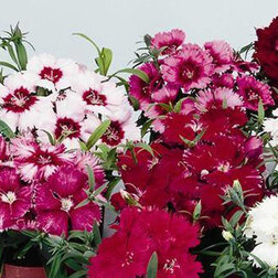 ������ ������ �������� ����� ���� (1��-100��) ���������������� ������   ����