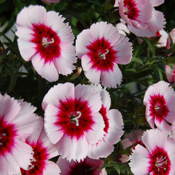 ������ ������ �������� ����� ����� �������� ���� (1��-100��)���������������� ������   ����