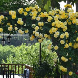 ������ ������ ���� ��������� ������   ����