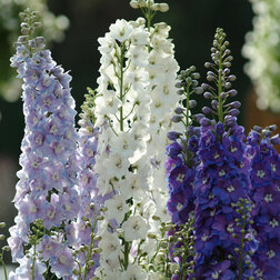 ������ ������ ���������� ������� �������� ���� (1��-100��) ���������������� ������   ����