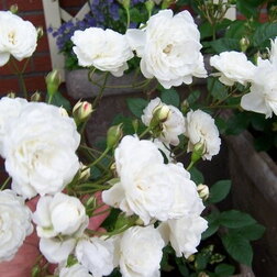 ������ ������ ���� �������� �����������   ����