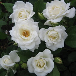 ������ ������ ���� ��������� �������   ����