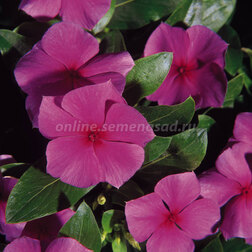 ������ ������ ���������� ��������� ������������� ����� (1��-100 ��) ���������������� ������   ����