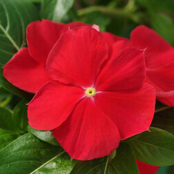 ������ ������ ���������� ��������� ������������� ��� (1��-100 ��) ���������������� ������   ����