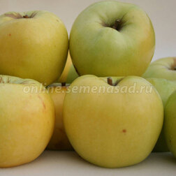 ������ ������ ������ ��������� ������������ (������ ��������) (� �����)   ����