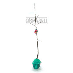 ������ ������ ������ ������� ������ (������ ��������) (� �����)   ����