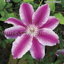 ������ ������ �������� ��������������� (�����) ������ ������   ����