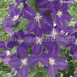 ������ ������ �������� ��������������� (�����) �������   ����