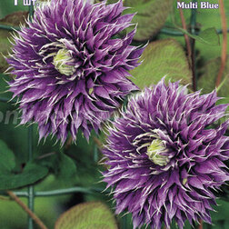 ������ ������ �������� ��������������� ������ ��� (1-�����)   ����