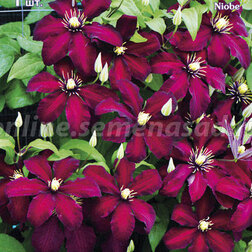 ������ ������ �������� ��������������� ����� (1-�����)   ����