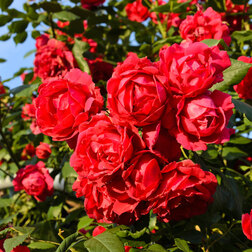 ������ ������ ���� ��������� ����� ������� ��������   ����