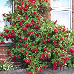 ������ ������ ���� ��������� �������   ����