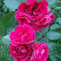 ������ ������ ���� ��������� ����������   ����