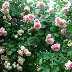 ������ ������ ���� ��������� ������   ����