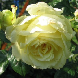 ������ ������ ���� ��������� ����   ����