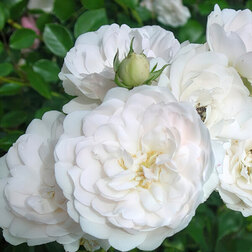 ������ ������ ���� �������������� �����   ����