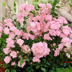 ������ ������ ���� �������������� �����   ����