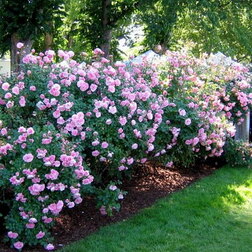 ������ ������ ���� ���������� ������   ����