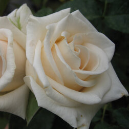 ������ ������ ���� ���������� ������   ����