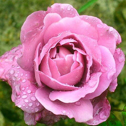 ������ ������ ���� ���������� ����� �����   ����