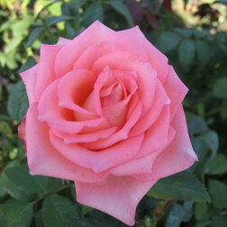 ������ ������ ���� ���������� ���� ��������   ����