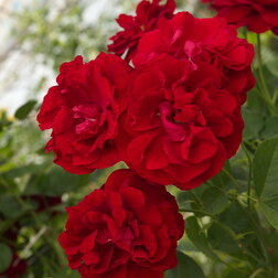 ������ ������ ���� ���������� ���� ������   ����