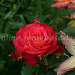 ������ ������ ���� ���������� ��������   ����