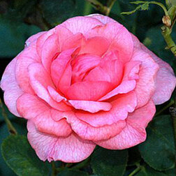 ������ ������ ���� ���������� ��� ���   ����