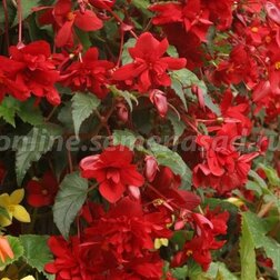 ������ ������ ������� ��������� ������ �����-������� (1 ��-100�����) ���������������� ������   ����