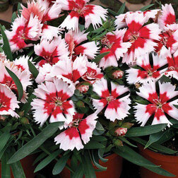 ������ ������ �������� ����� �������� ��� ���������� (1��-100�����) ���������������� ������   ����