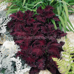 ������ ������ ������ ���� ������ (1��-1000��) ���������������� ������   ����