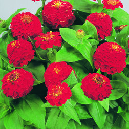 ������ ������ ������ ������� ������� (1��-100��) ���������������� ������   ����