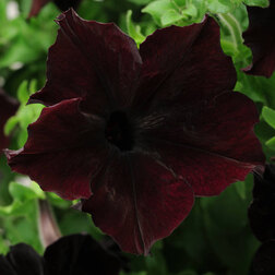 ������ ������ ������� ����������� ��������� ��������� (1��-250�����) ���������������� ������   ����