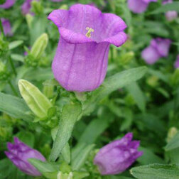 ������ ������ ����������� ������� ������� ����� (1��-100��) ���������������� ������   ����