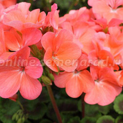 ������ ������ ���������� ��������� ����� ������ (1��-100��) ���������������� ������   ����