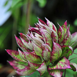 ������ ������ �������� ��������������� ����   ����